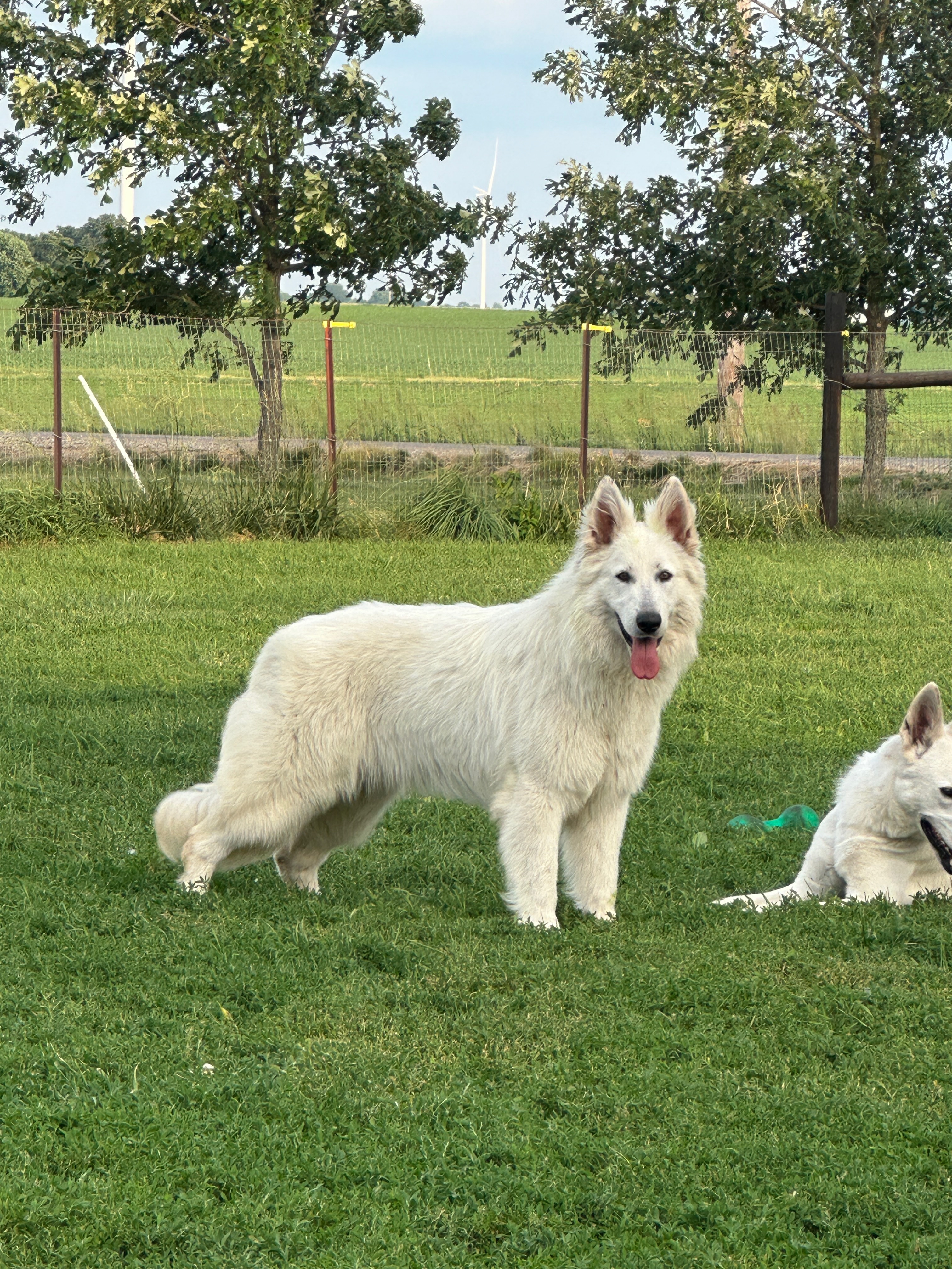 white swiss shepherd