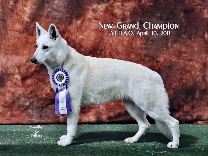 darla white german shepherd earns grand champion title