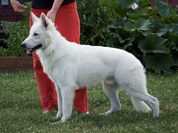 long coat white shepherd fenix