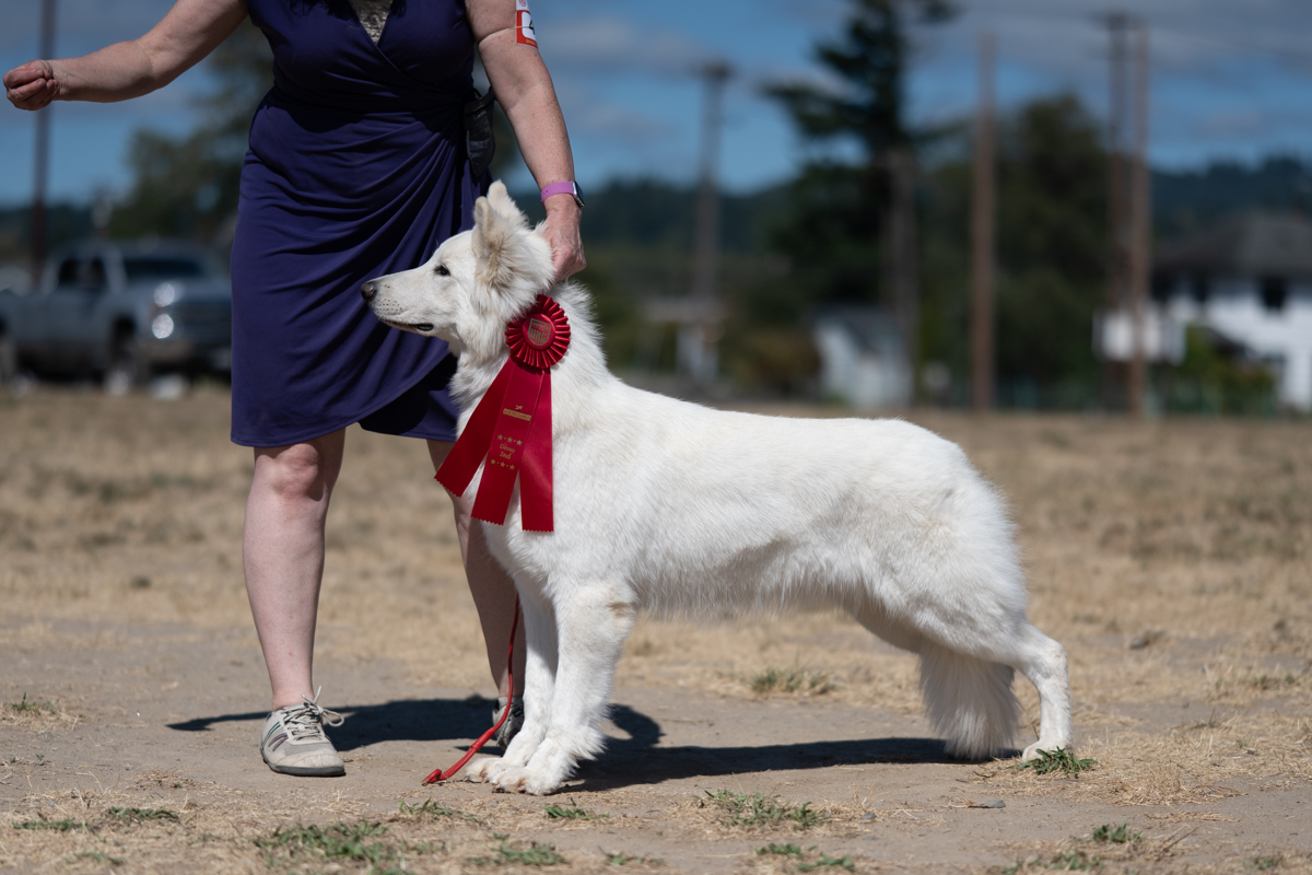 Kalli wins Group 2 at Western Classic