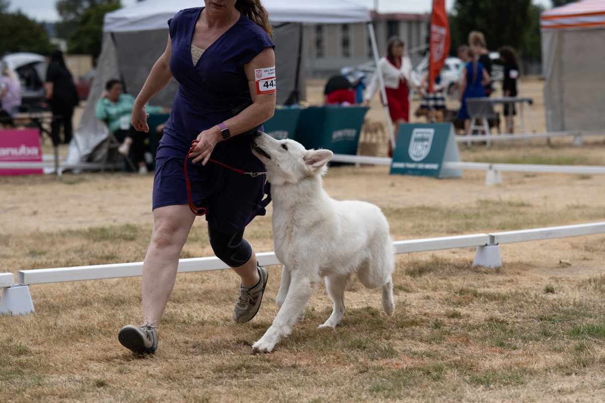 Kalli at a dog show