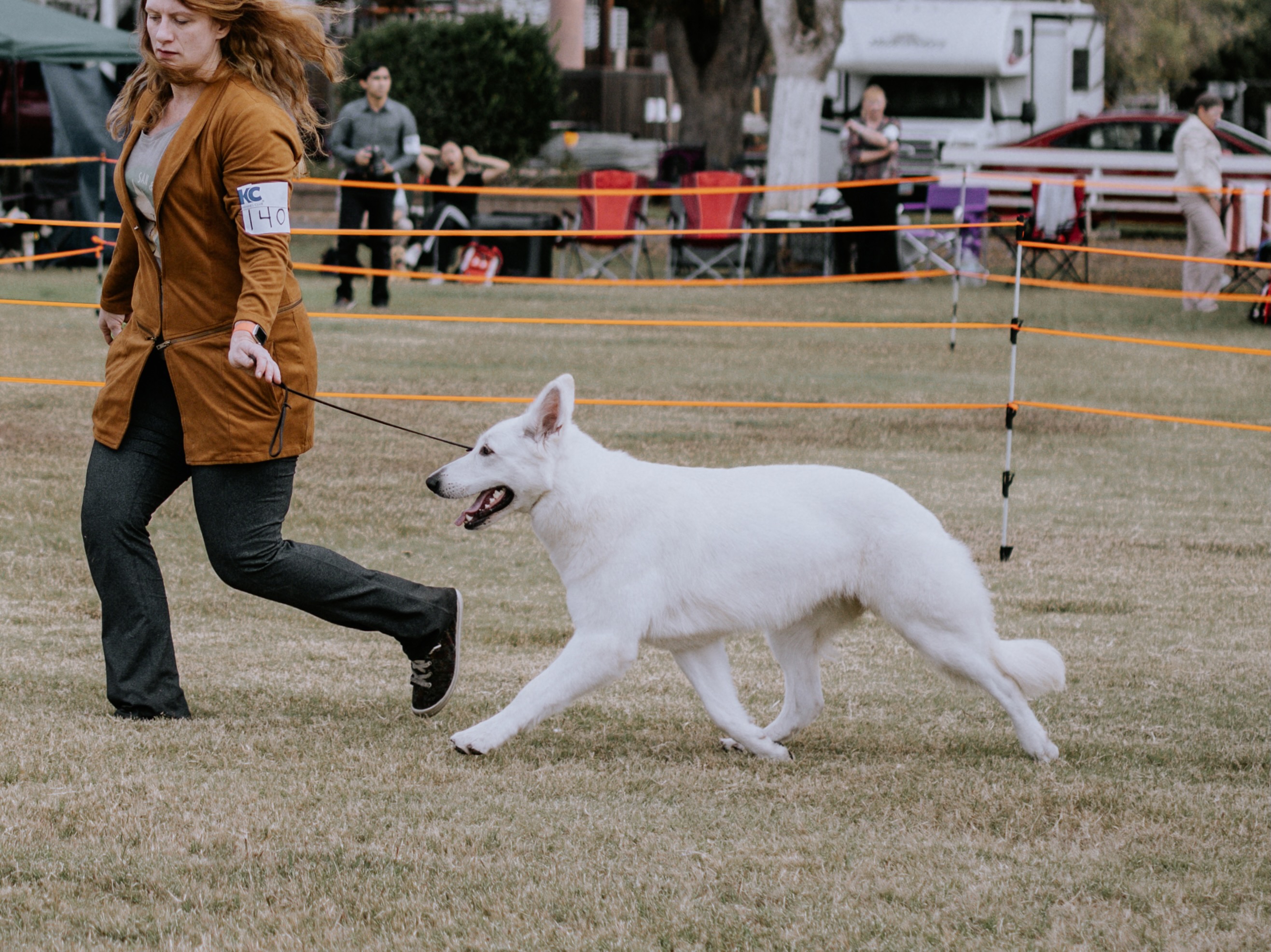 Kimber gaiting at a dog show