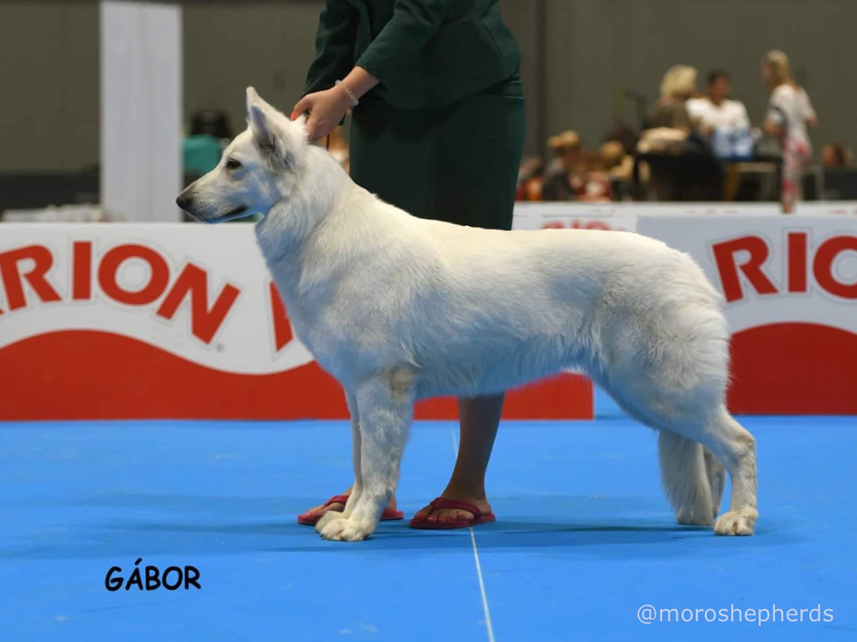 Kimber at World Dog Show in Spain 2023