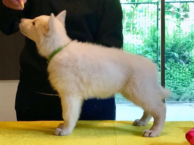 White Swiss Shepherd with long coat Lilith at 8 weeks