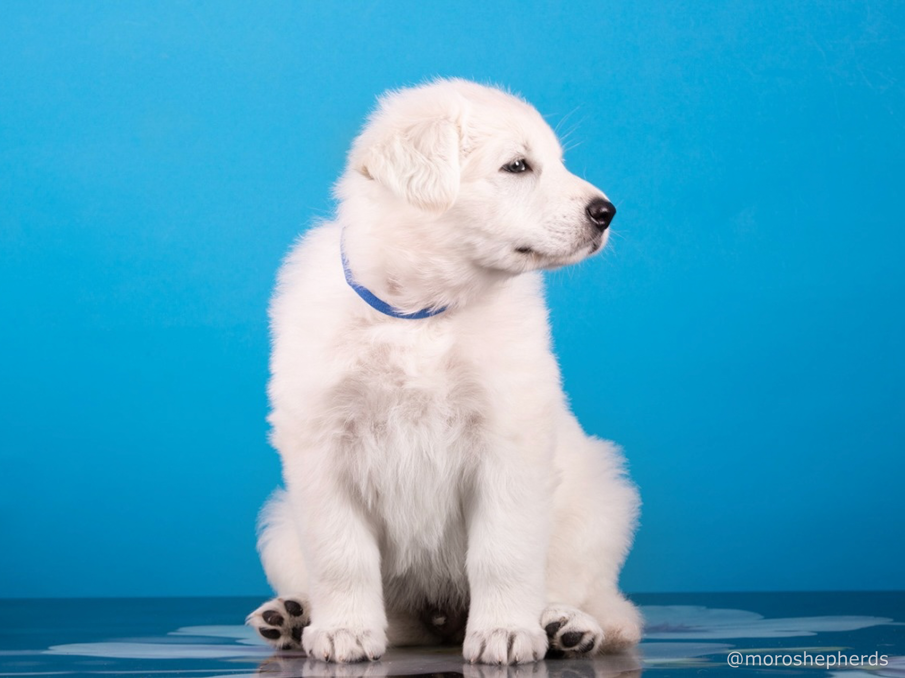 long coated berger blanc suisse