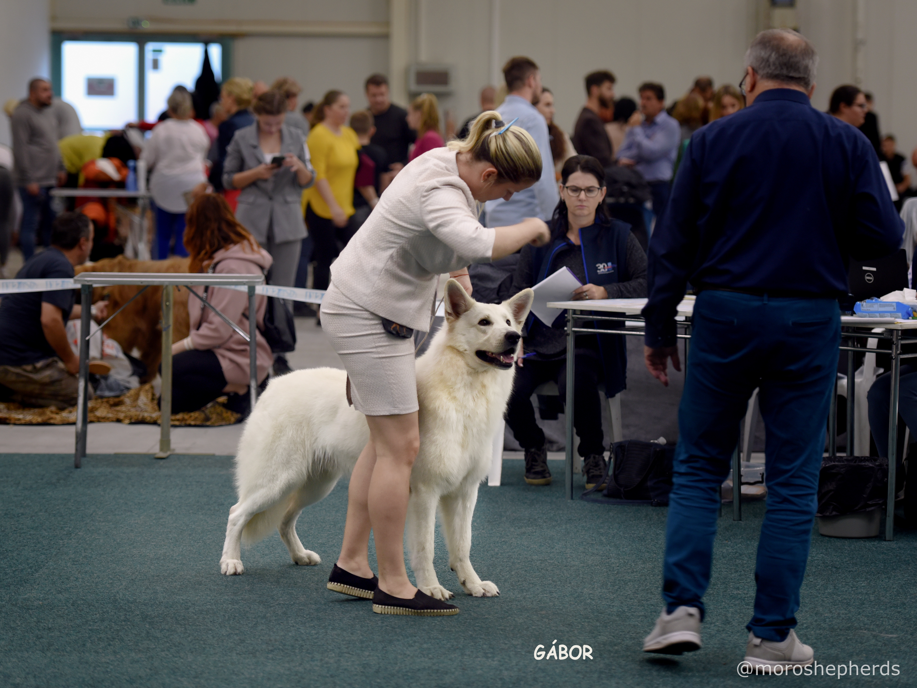 White Swiss Shepherd champion