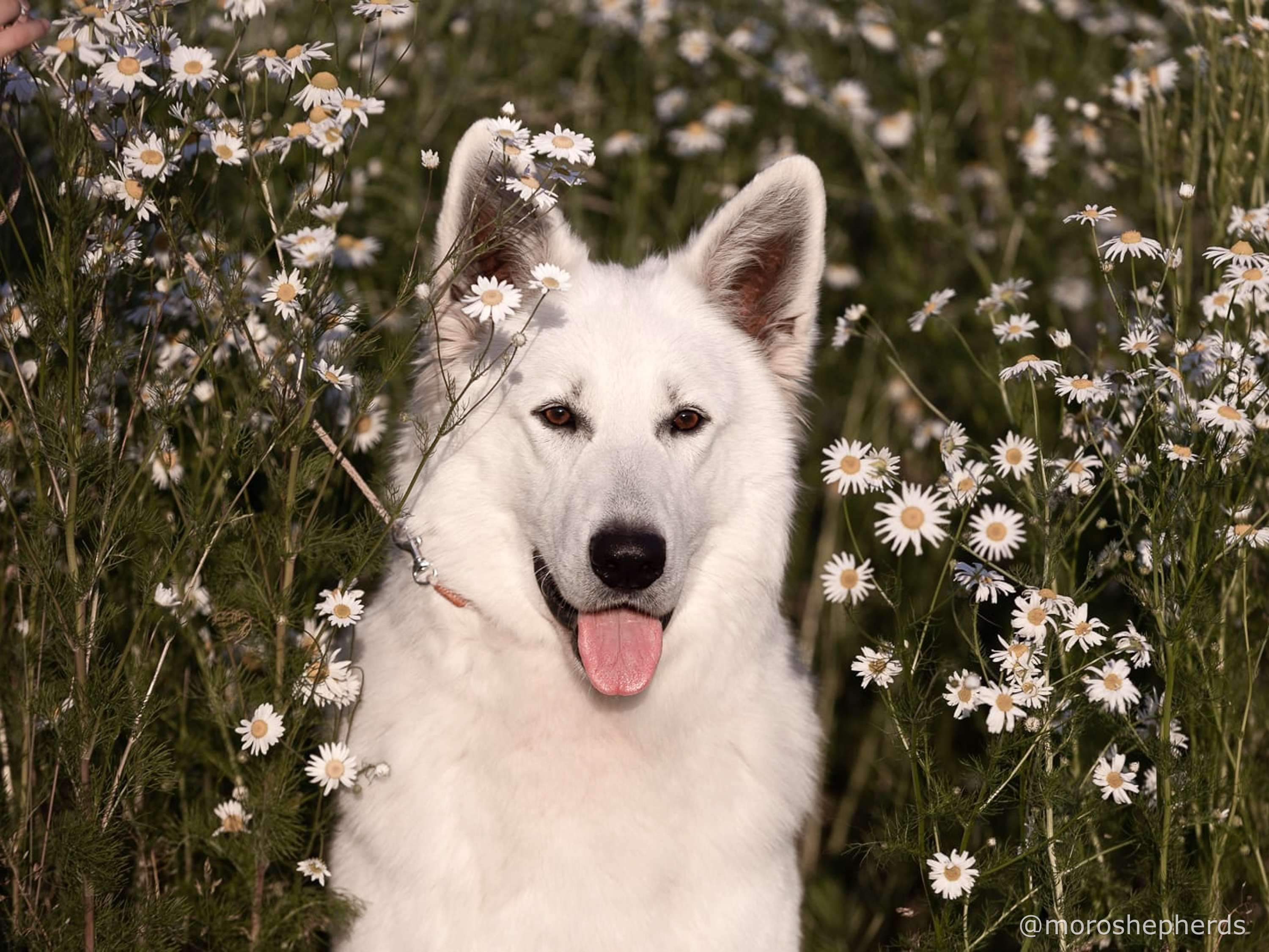 long coated berger blanc suisse