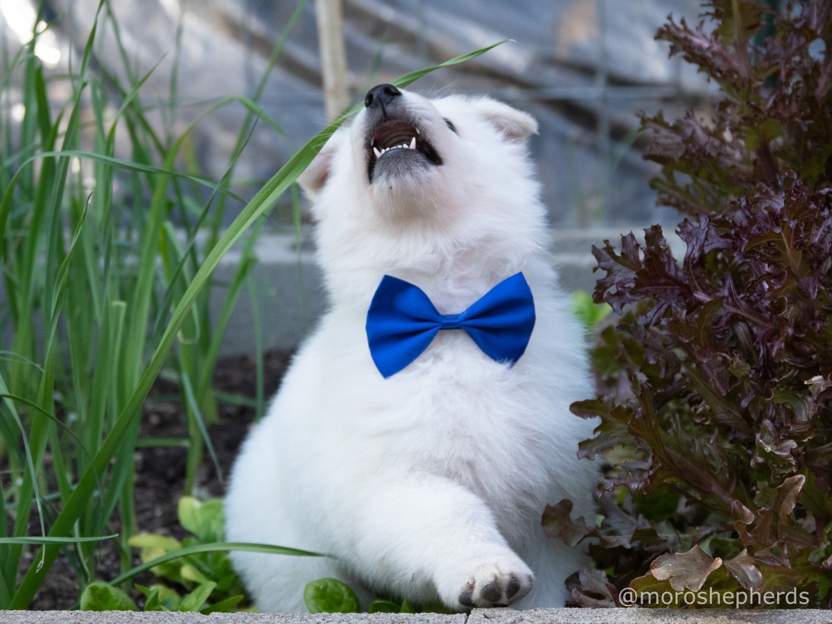 white swiss shepherd puppies