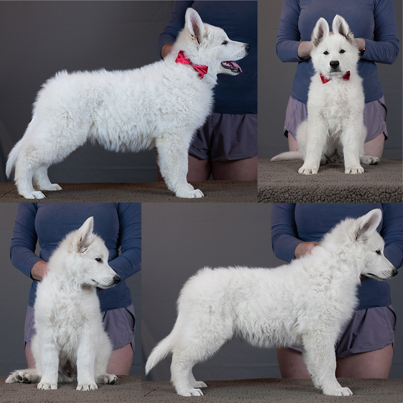 white swiss shepherd puppies