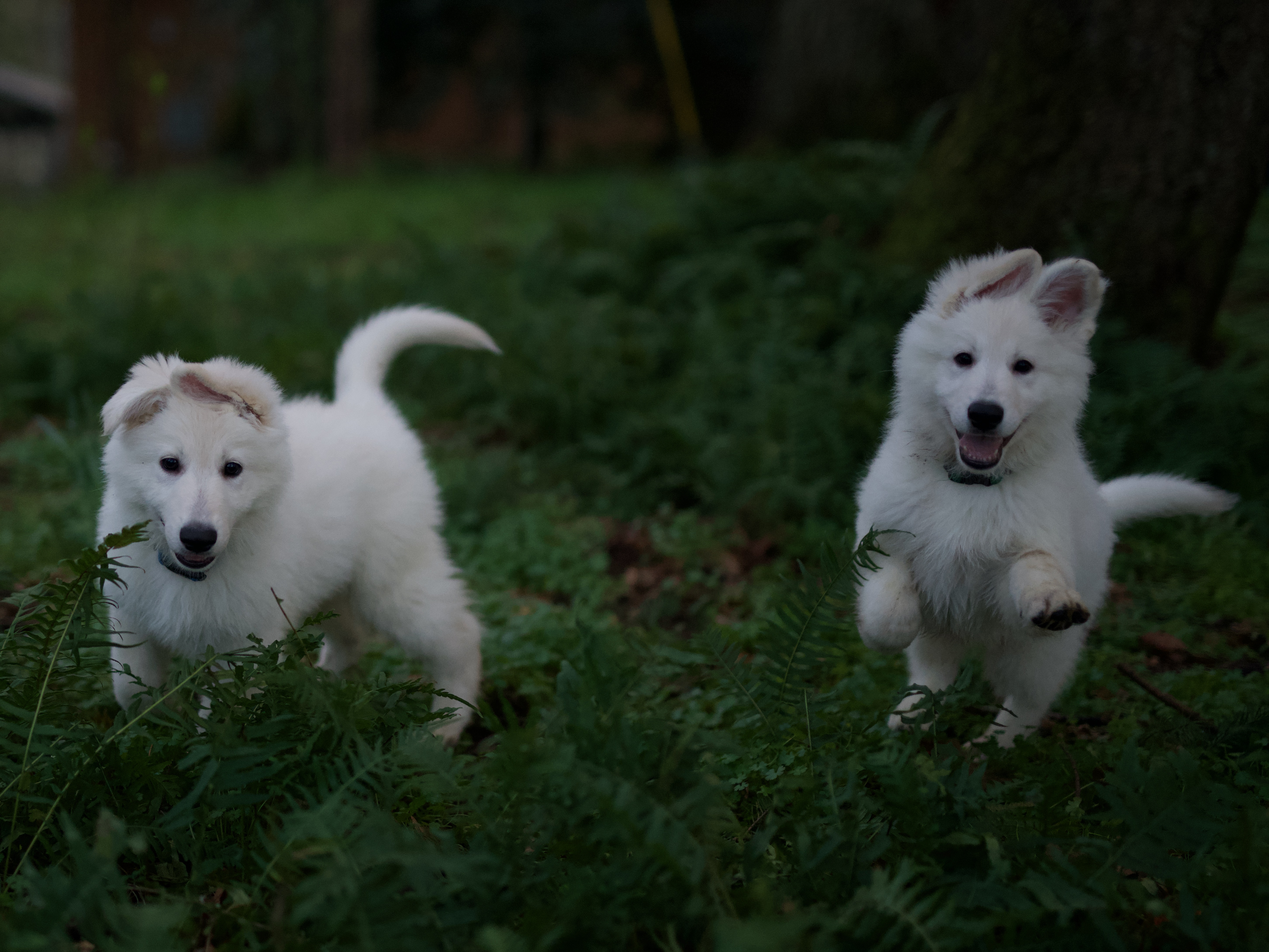 white swiss shepherd breeders