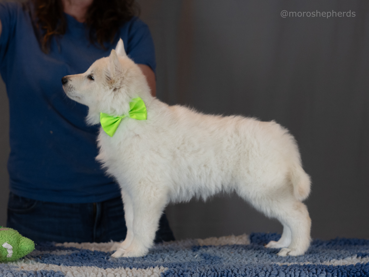 Green male $5000