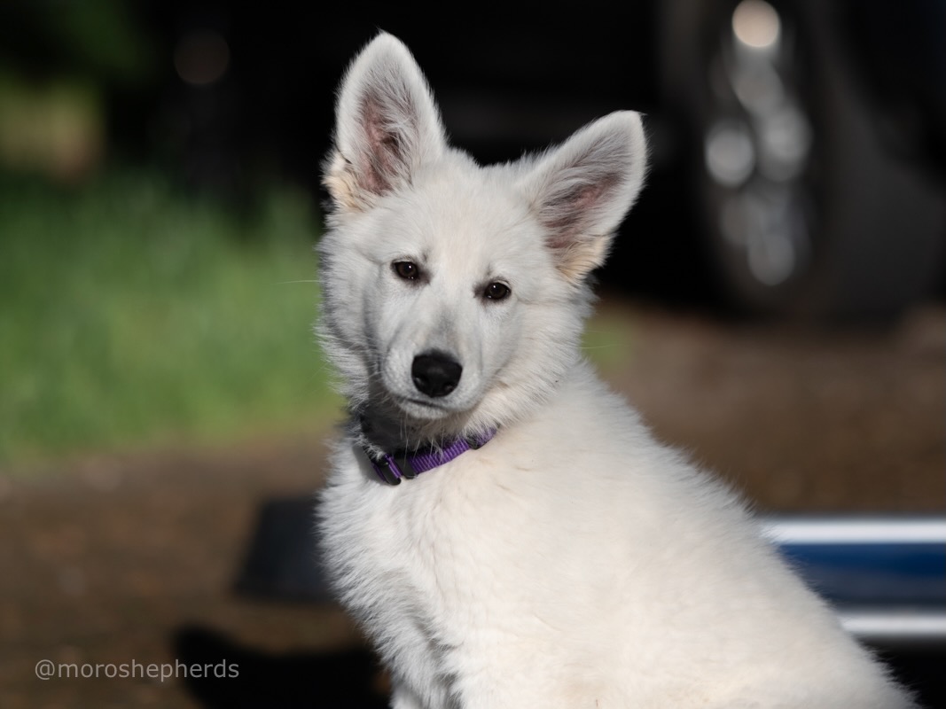 white swiss shepherd puppies